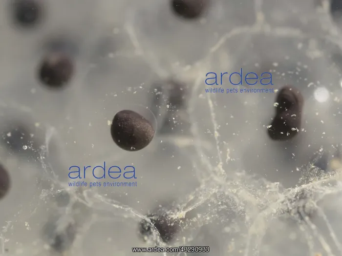 : 80192541 Common Frog - eggs in spawn Birmingham : 80192541 Common Frog - eggs in spawn Birmingham