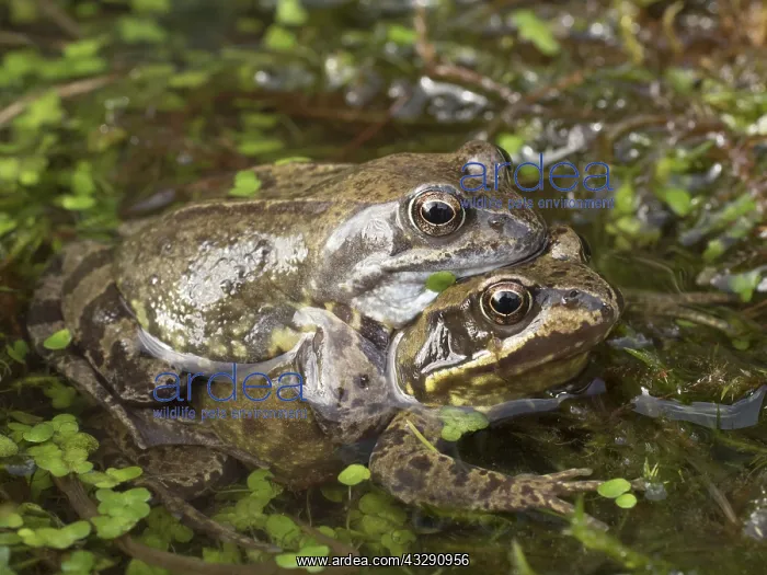: 80192543 Common Frogs in amplexus Birmingham, UK : 80192543 Common Frogs in amplexus Birmingham, UK
