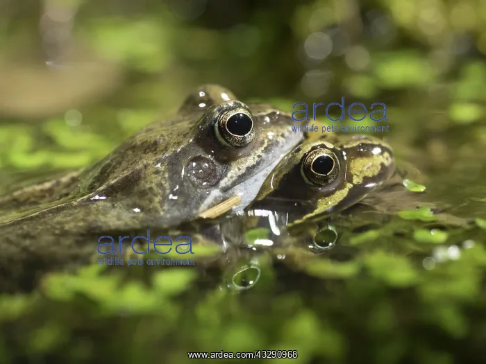 : 80192544 Common Frogs in amplexus Birmingham, UK : 80192544 Common Frogs in amplexus Birmingham, UK