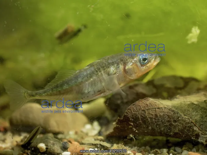 : 80192545 Three-spined Stickleback - male in breeding : 80192545 Three-spined Stickleback - male in breeding