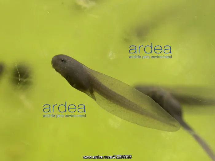 : 80192546 Common Frog Tadpole - feeding on algae : 80192546 Common Frog Tadpole - feeding on algae