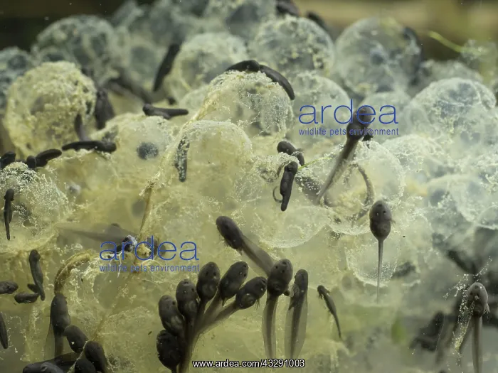 : 80192547 Common Frog Tadpoles - feeding on spawn : 80192547 Common Frog Tadpoles - feeding on spawn