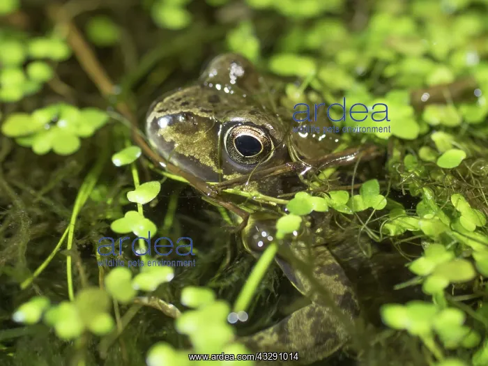 : 80192548 Common Frog - partly submerged in duck : 80192548 Common Frog - partly submerged in duck