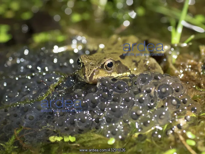 : 80192549 Common Frog - sitting in frog spawn Birmingham : 80192549 Common Frog - sitting in frog spawn Birmingham