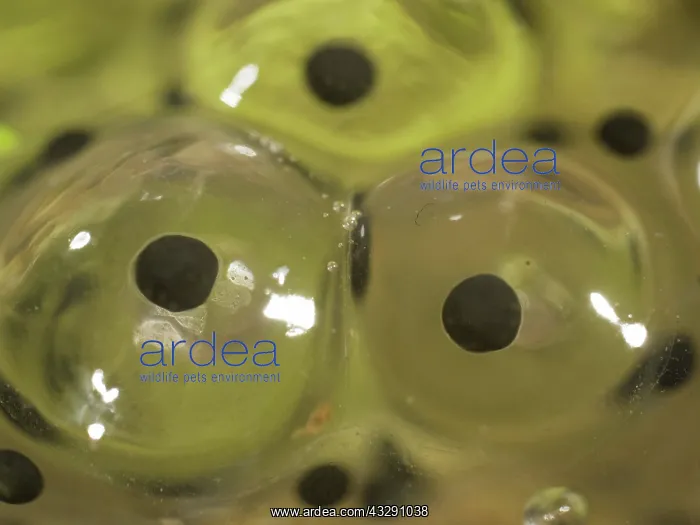 : 80192550 Common Frog - eggs in spawn Birmingham : 80192550 Common Frog - eggs in spawn Birmingham