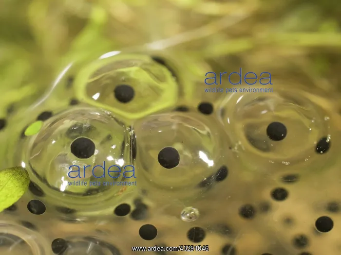 : 80192551 Common Frog - eggs in spawn Birmingham : 80192551 Common Frog - eggs in spawn Birmingham