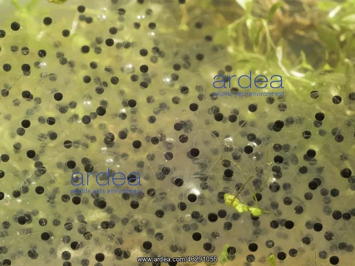 : 80192552 Common Frog - eggs in spawn Birmingham : 80192552 Common Frog - eggs in spawn Birmingham