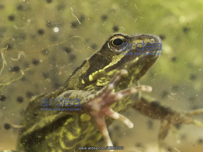 : 80192553 Common Frog - submerged with frog spawn : 80192553 Common Frog - submerged with frog spawn