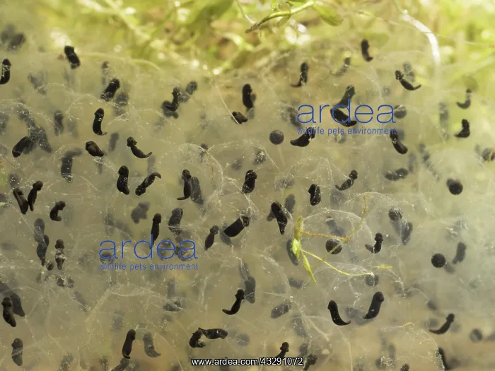 : 80192554 Common Frog Tadpole - developing Birmingham : 80192554 Common Frog Tadpole - developing Birmingham