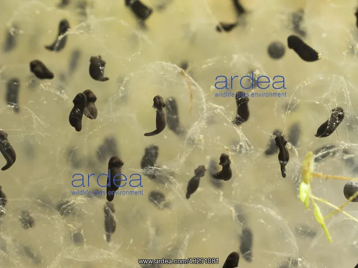 : 80192555 Common Frog Tadpole - developing Birmingham : 80192555 Common Frog Tadpole - developing Birmingham
