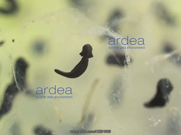 : 80192556 Common Frog Tadpole - developing Birmingham : 80192556 Common Frog Tadpole - developing Birmingham
