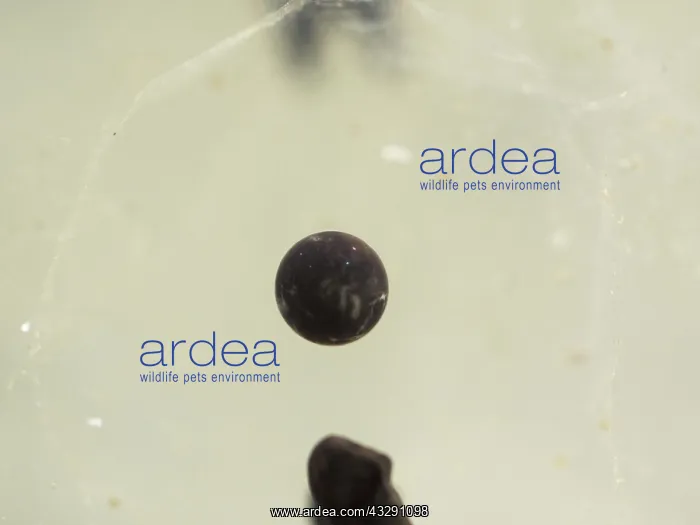 : 80192557 Common Frog - infertile egg Birmingham : 80192557 Common Frog - infertile egg Birmingham