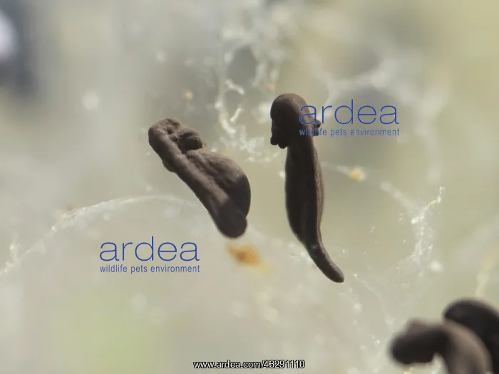 : 80192558 Common Frog Tadpole - developing Birmingham : 80192558 Common Frog Tadpole - developing Birmingham