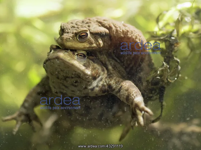 : 80192559 Common Toads in amplexus UK Bufo bufo Steve : 80192559 Common Toads in amplexus UK Bufo bufo Steve