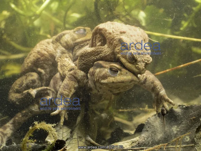 : 80192560 Common Toads - female & 2 males in amplexus : 80192560 Common Toads - female & 2 males in amplexus