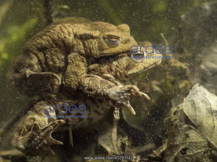 : 80192561 Common Toads in amplexus UK Bufo bufo Steve : 80192561 Common Toads in amplexus UK Bufo bufo Steve