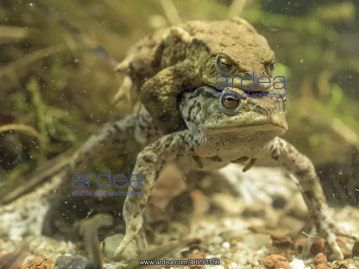 : 80192562 Common Toads in amplexus UK Bufo bufo Steve : 80192562 Common Toads in amplexus UK Bufo bufo Steve