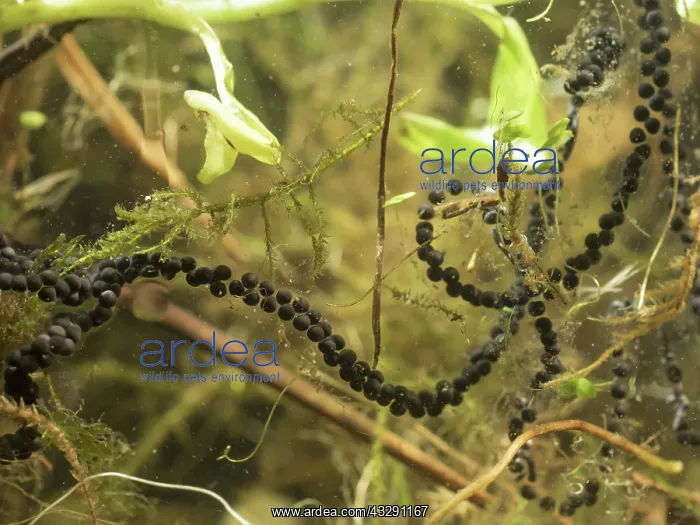 : 80192563 Common Toad - egg strand UK Bufo bufo Steve : 80192563 Common Toad - egg strand UK Bufo bufo Steve