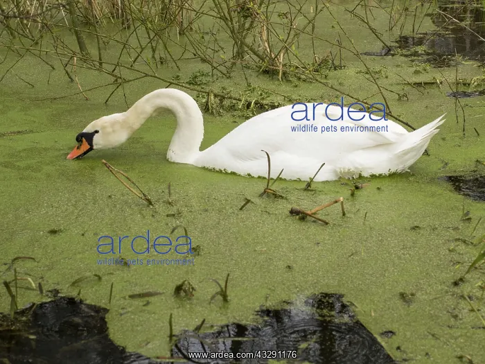 : 80192564 Mute Swan - feeding on duck weed Swift : 80192564 Mute Swan - feeding on duck weed Swift