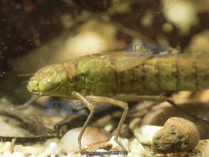 : 80192566 Emperor Dragonfly - larva / nymph UK Anax : 80192566 Emperor Dragonfly - larva / nymph UK Anax