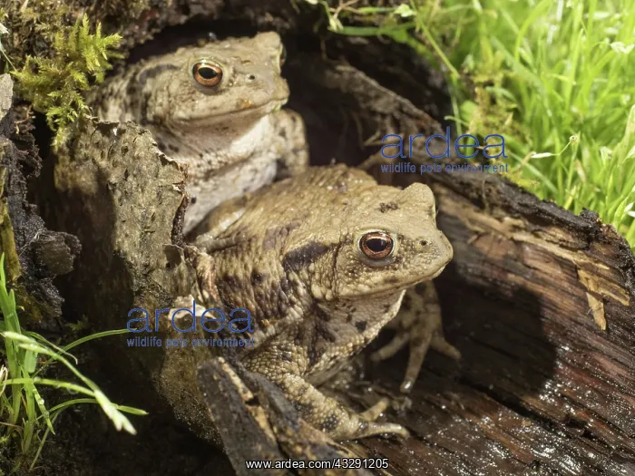 : 80192567 Common Toads - in hollow log UK Bufo bufo : 80192567 Common Toads - in hollow log UK Bufo bufo