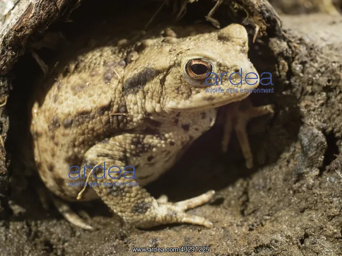 : 80192569 Common Toad UK Bufo bufo Steve Downer All : 80192569 Common Toad UK Bufo bufo Steve Downer All