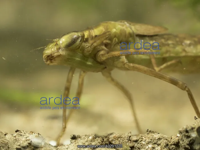 : 80192570 Emperor Dragonfly - larva / nymph UK Anax : 80192570 Emperor Dragonfly - larva / nymph UK Anax