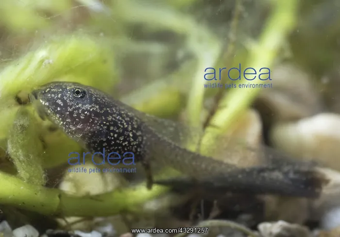  : 80192572 Common Frog Tadpole - feeding on algae