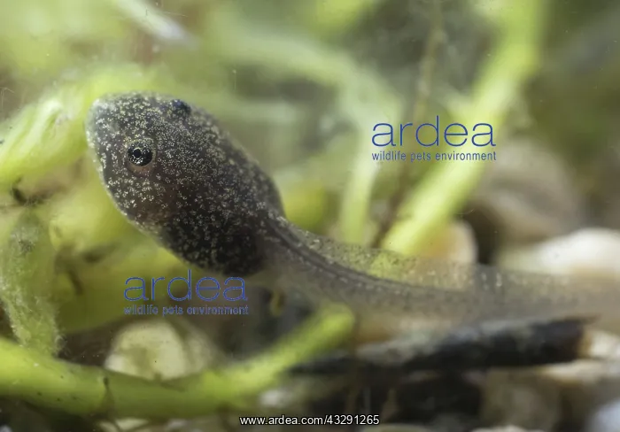: 80192573 Common Frog Tadpole - feeding on algae : 80192573 Common Frog Tadpole - feeding on algae