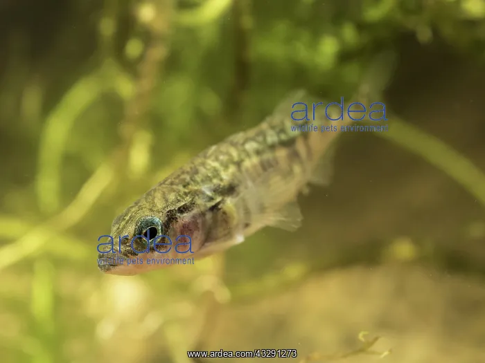  : 80192574 Three-spined Stickleback - male in breeding