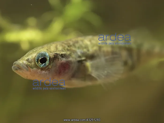 : 80192575 Three-spined Stickleback - male in breeding : 80192575 Three-spined Stickleback - male in breeding