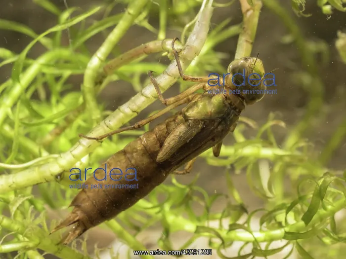 : 80192576 Emperor Dragonfly - larva / nymph UK Anax : 80192576 Emperor Dragonfly - larva / nymph UK Anax