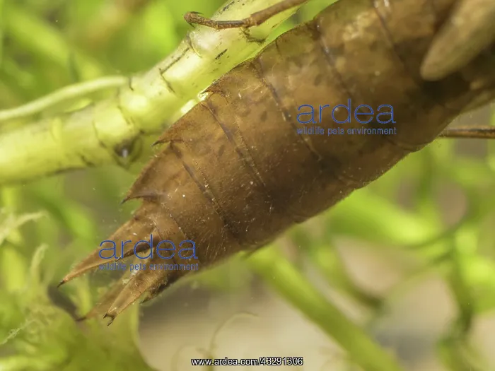 : 80192577 Emperor Dragonfly - larva / nymph - close : 80192577 Emperor Dragonfly - larva / nymph - close