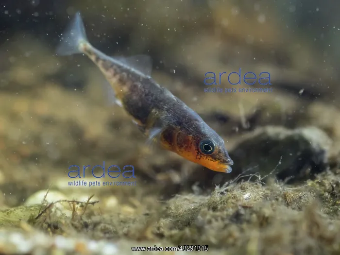 : 80192578 Three-spined Stickleback - male fanning : 80192578 Three-spined Stickleback - male fanning
