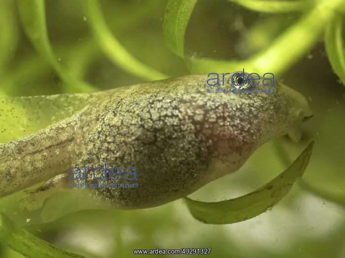 : 80192579 Common Toad tadpole - grazing on algae : 80192579 Common Toad tadpole - grazing on algae