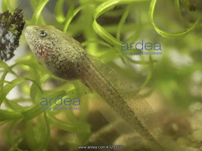 : 80192580 Common Toad tadpole - grazing on algae : 80192580 Common Toad tadpole - grazing on algae