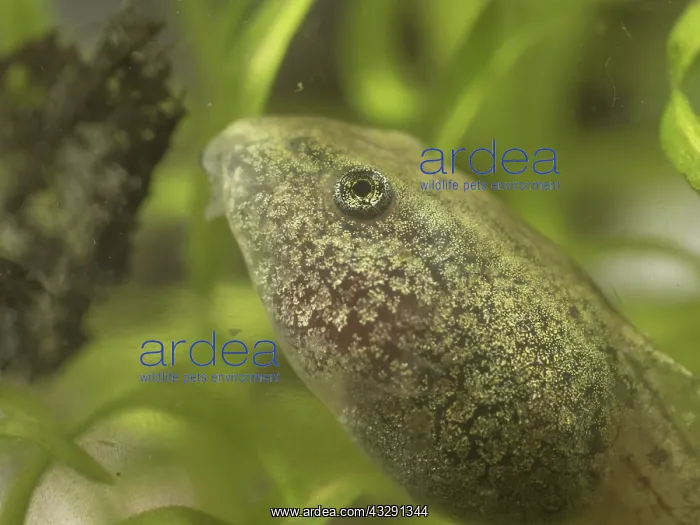: 80192581 Common Toad Tadpole - close up of head : 80192581 Common Toad Tadpole - close up of head