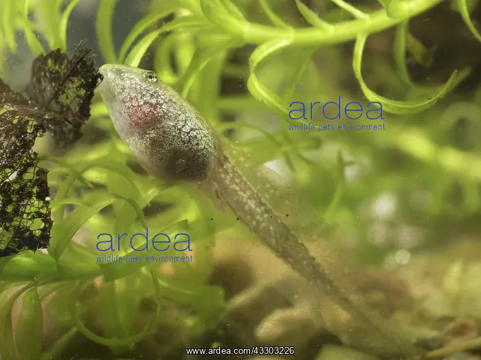 : 80192582 Common Toad tadpole - grazing on algae : 80192582 Common Toad tadpole - grazing on algae