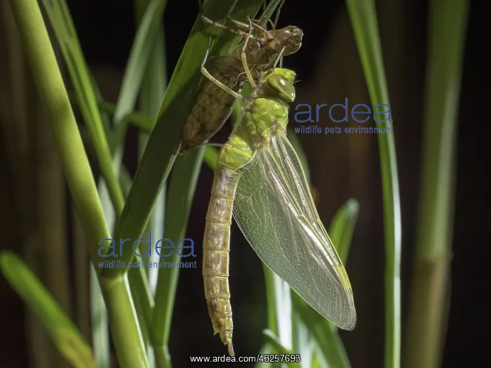 : 80192583 Emperor Dragonfly - newly emerged female : 80192583 Emperor Dragonfly - newly emerged female