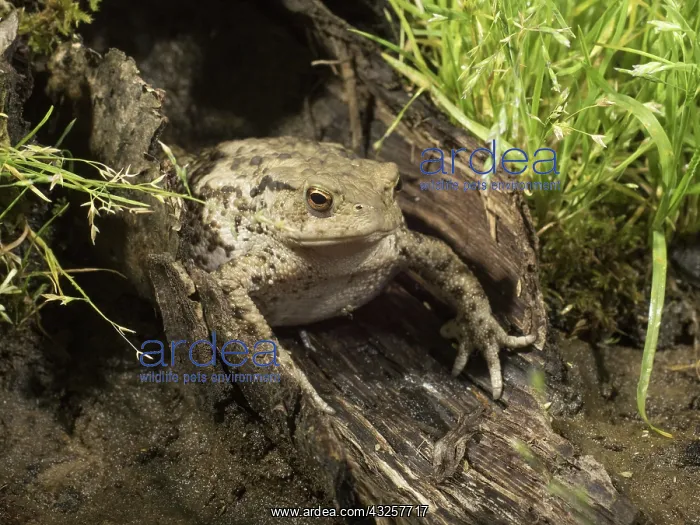 : 80192586 Common Toad UK Bufo bufo Steve Downer All : 80192586 Common Toad UK Bufo bufo Steve Downer All