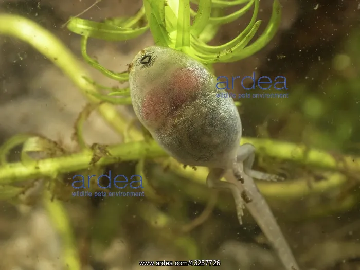 : 80192587 Common Toad Tadpole - underside with developed : 80192587 Common Toad Tadpole - underside with developed