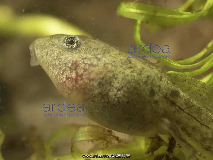 : 80192588 Common Toad Tadpole - with developed rear : 80192588 Common Toad Tadpole - with developed rear