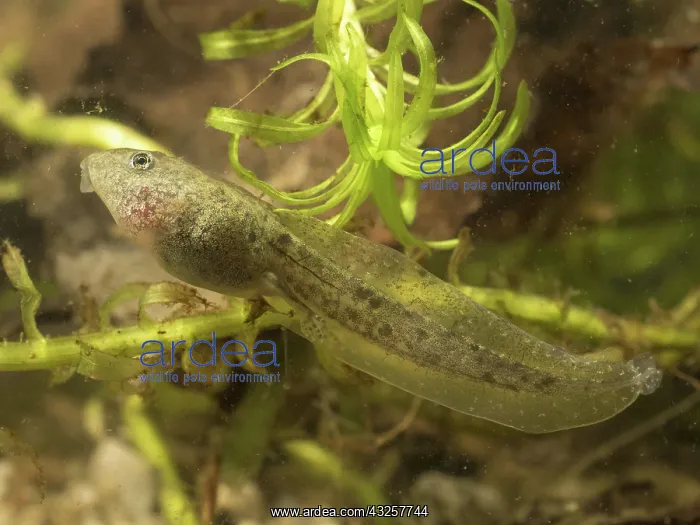 : 80192589 Common Toad Tadpole - with developed rear : 80192589 Common Toad Tadpole - with developed rear