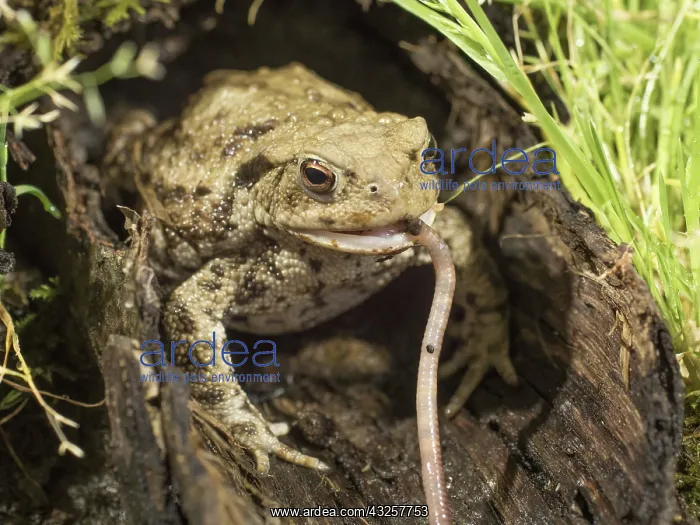 : 80192590 Common Toad - in hollow log eating earthworm : 80192590 Common Toad - in hollow log eating earthworm