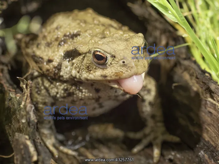 : 80192591 Common Toad - in hollow log showing tongue : 80192591 Common Toad - in hollow log showing tongue