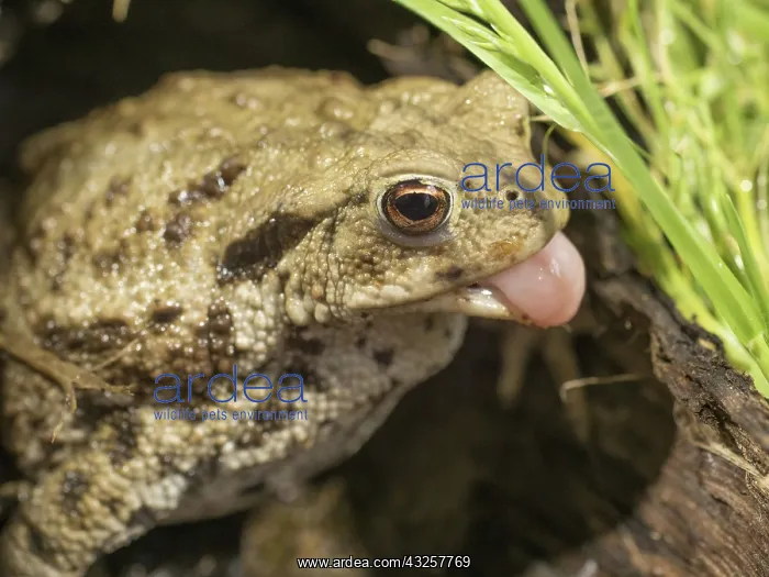 : 80192592 Common Toad - in hollow log showing tongue : 80192592 Common Toad - in hollow log showing tongue