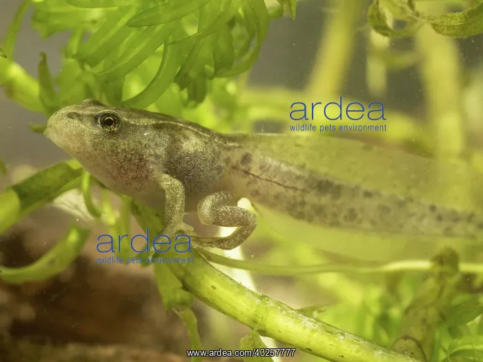 : 80192593 Common Toad Tadpole - with developed front : 80192593 Common Toad Tadpole - with developed front