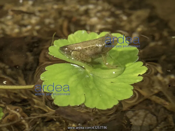 : 80192594 Common Toad Toadlet - emerging from water : 80192594 Common Toad Toadlet - emerging from water