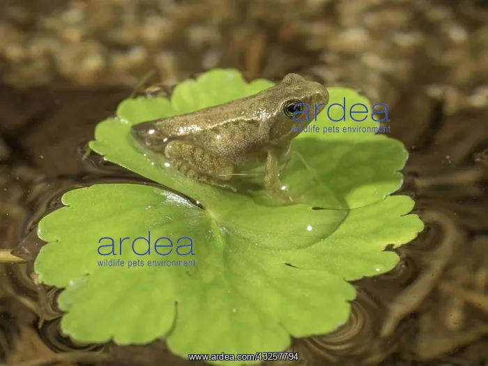 : 80192595 Common Toad Toadlet - emerging from water : 80192595 Common Toad Toadlet - emerging from water