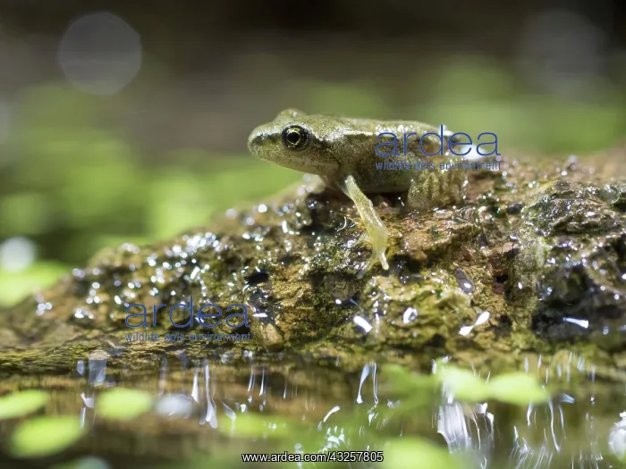 : 80192596 Common Frog - newly emerged froglet on : 80192596 Common Frog - newly emerged froglet on